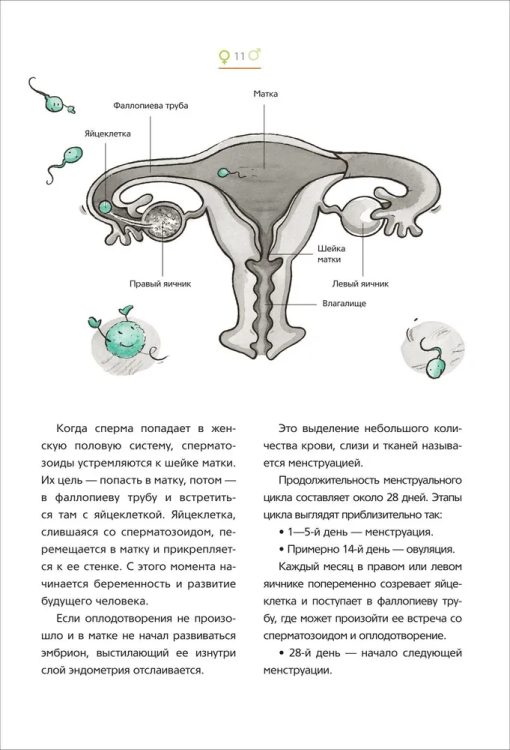 Kak menyayetsya moye telo. Vse, chto nuzhno znat' mal'chikam o perekh. vozraste